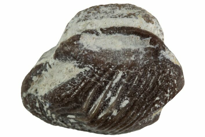 Fossil Crusher Shark (Ptychodus) Tooth - Kansas #218676